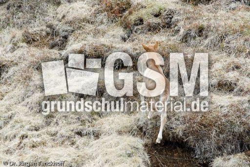 Islandpferde (28 von 50).jpg